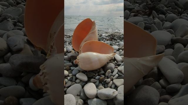 Раковина РАПАНА Чёрное море)) смотреть онлайн