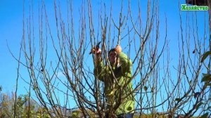 Обрезка груши для начинающих! Рассказываем и показываем поэтапно.