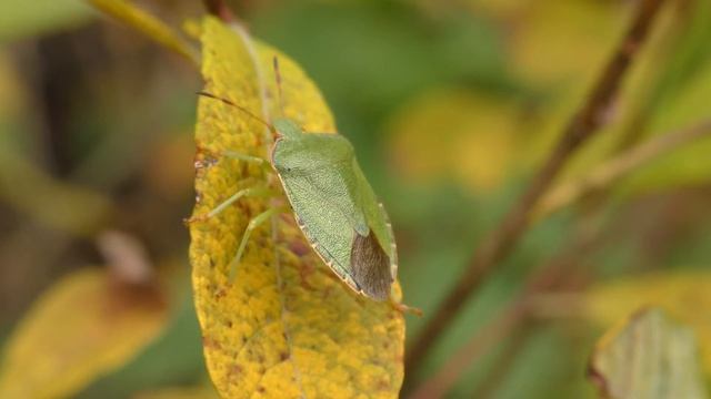 От яйца до взрослого клопа. Развитие клопов смотреть онлайн