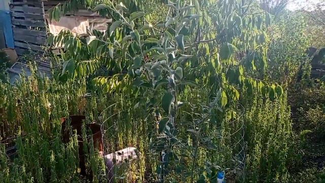 Петуния , сад огород . Petunia , Garden, Vegetable Garden .