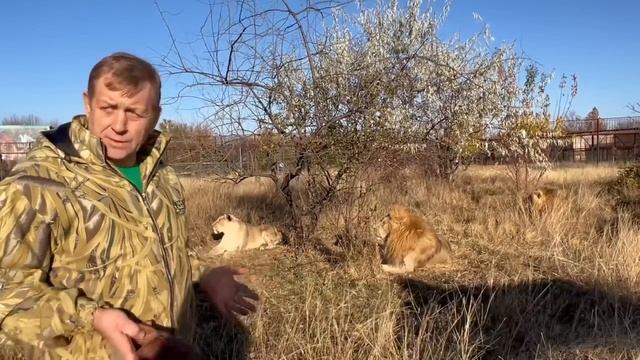 Если ко львам НЕ ЗАХОДИТЬ ГОД-ПОЛТОРА и не показывать тапок, то всё, ОНИ ОДИЧАЮТ! смотреть онлайн
