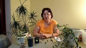 Бегония  ампельная Боливийская черенкование.