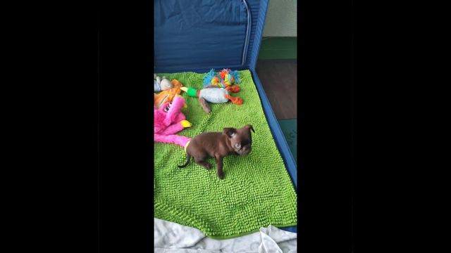 пти брабансон шоколадный. #cute #щенки #puppy #брабансон #griffon #doglover #гриффон #шоколад