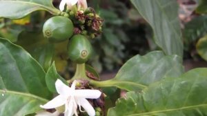 Почему Не цветет кофе? Что нужно, чтобы зацвело кофейное деревце?