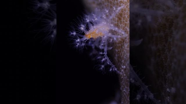 Краб-декоратор смотреть онлайн