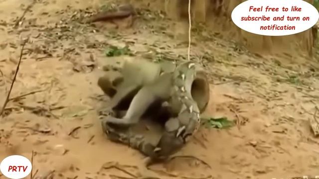 Monkeys Fought Back The Python to save their Teammates смотреть онлайн