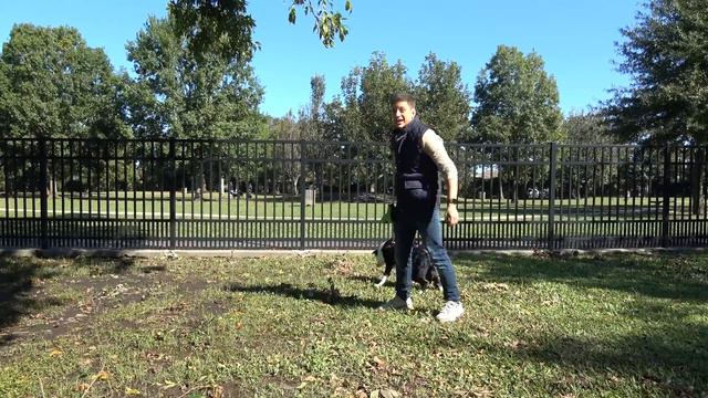 My Dog’s First Time at a Dog Park Could Have Gone Better! смотреть онлайн