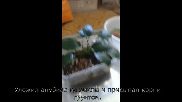 Размножаю анубиас смотреть онлайн