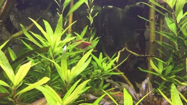 Фотосинтез аквариумных растений .Выделение кислорода !