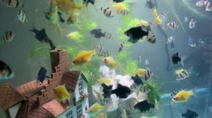 Перенаселение в аквариуме?