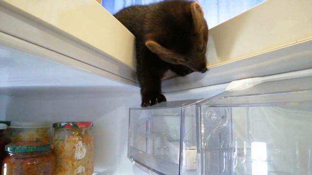 "Показываю холодильник Дике" Ручной соболь смотреть онлайн