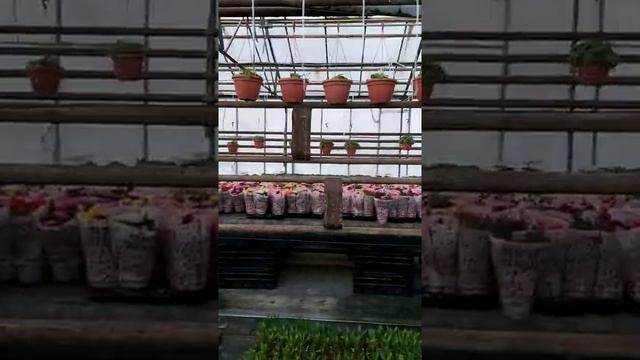 Садовый центр в Островцах