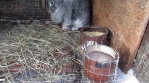 Содержание крупных пород кроликов фландр, ризен вне помещения зимой .