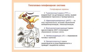 Строение и функции гипофиза