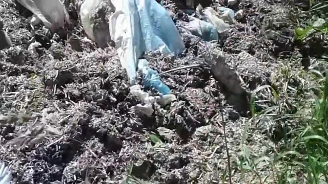 Шампиньоны под розами.Champignons under the roses. смотреть онлайн