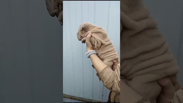 ПФ Каппи.Изабелла окрас.Резерв. Документы РКФ. смотреть онлайн