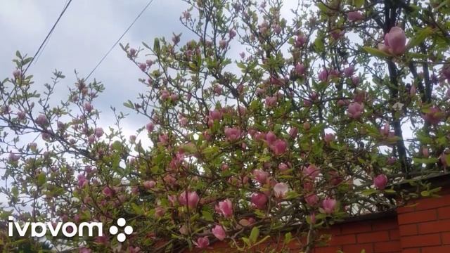 Деревенский дневник очень многодетной мамы. Обзор стрима. смотреть онлайн