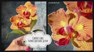 Phal. Carrot Cake ? Первое цветение детки орхидеи бабочки Морковный пирог | Обзор сорта ?