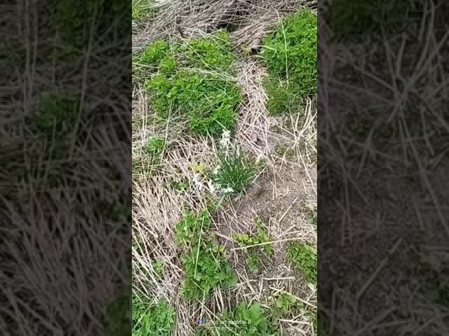 Нарцисс расцвел смотреть онлайн