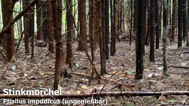 Echter oder Falscher Pfifferling? Hexeneier, Hundsrute & Co. | Pilze im August | 26.08.2023 смотреть онлайн