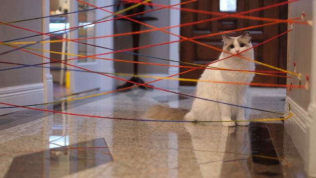 Dog vs Cat: Obstacle Challenge смотреть онлайн