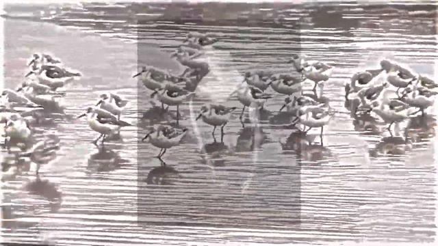 Pipers смотреть онлайн