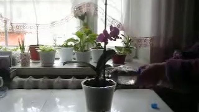 Как полить орхидею