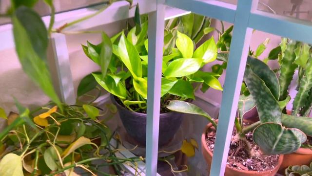 New Houseplant Updates | All The New Growth In The Plant Room, Balcony, & 🪴 Propagation Updates ✨