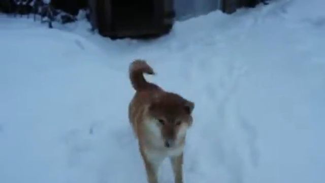 Сиба ину смотреть онлайн