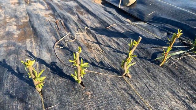 Coppiced Willow After 1st, 2nd, and 3rd Year смотреть онлайн