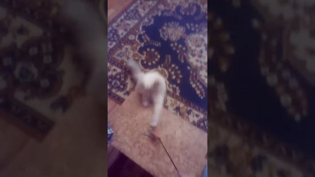 Как Мая играет. 😻😻😻 смотреть онлайн