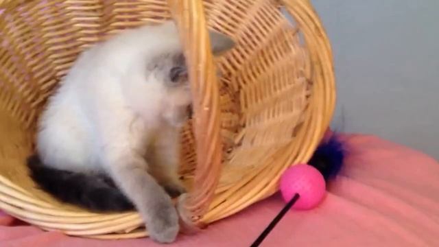 Шотландская кошечка голубой линкс поинт смотреть онлайн