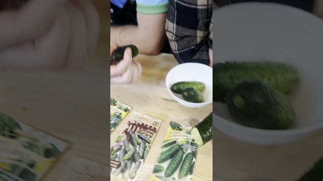 Белошипые/ черношипые огурцы. В чем разница? смотреть онлайн