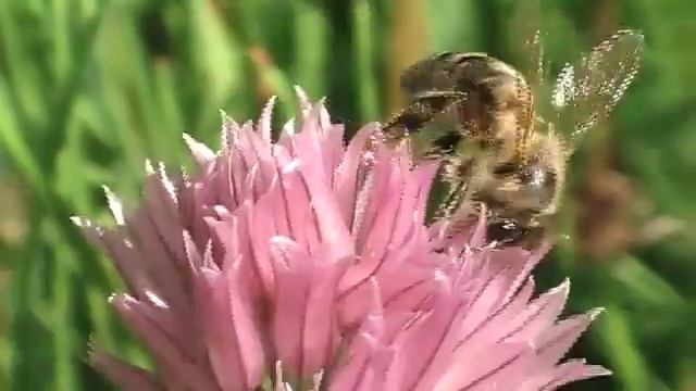 Шнитт лук - витаминное растение, украшение сада, защитник от вредителей смотреть онлайн