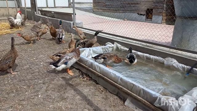 утки индийский бегунок, ну и остальные птички. смотреть онлайн