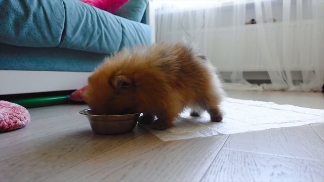 КУПИЛИ СОБАКУ! Почему ПЛАЧЕТ Алексия?! ВЛОГ смотреть онлайн