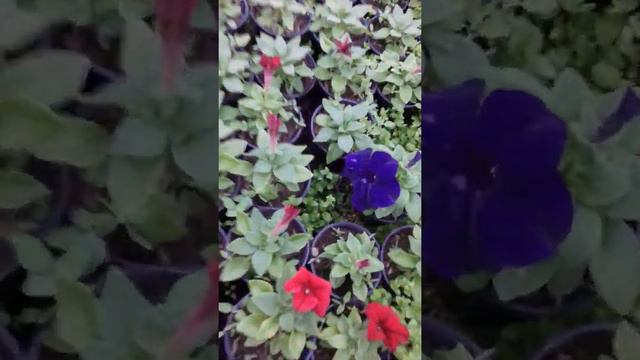 продажа петунии апрель. смотреть онлайн