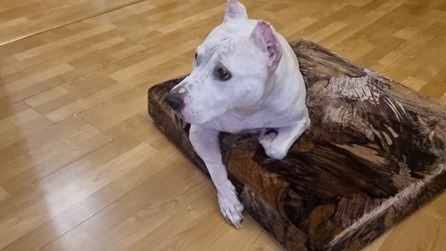 Новый 2023 год уже совсем скоро! Подготовка Amstaff Берты к празднику!