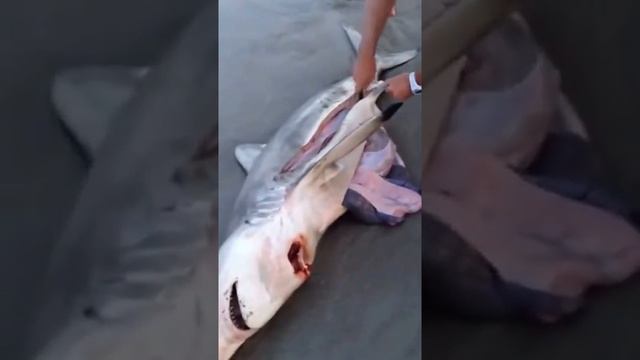 Как сделать из одной акулы трех акулят / How to make of one shark of three akulit смотреть онлайн