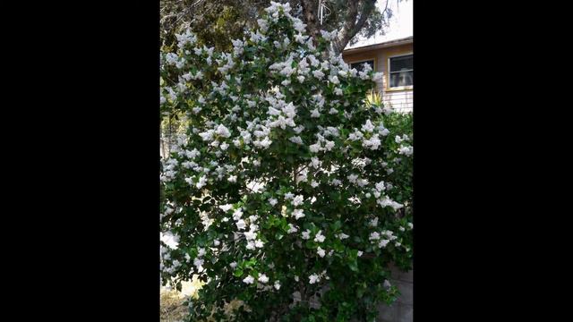 КРАСНОКОРЕННИК  (CEANOTHUS)  сем. Крушинных