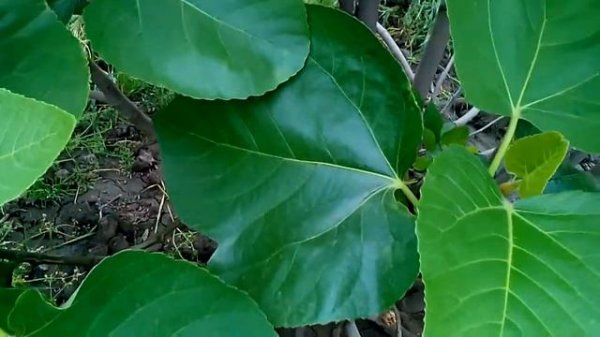 Арабули - инжир монстр!