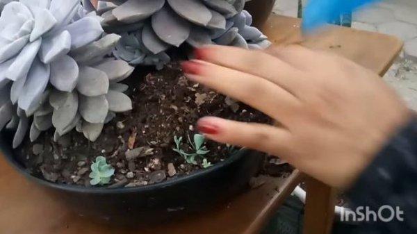 graptopetalum superbum... cuidados y reproducción. #echeveria #graptopetalum #suculentas