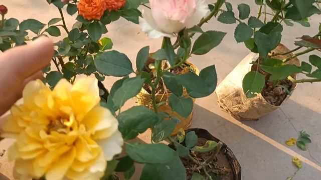 Rose plant shopping on local Nursery Bareilly ,@HightechGardening смотреть онлайн