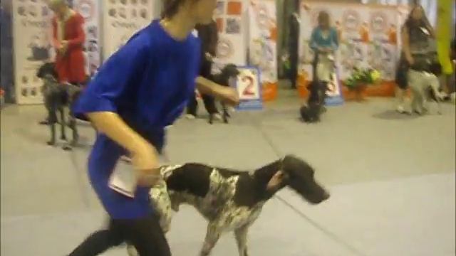 монорородная выставка немецкий курцхаар 24 11 2013г смотреть онлайн