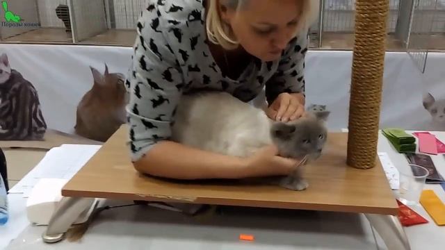 Скоттиш Страйт - Шотландский Плюшевый Медвежонок | ПОРОДЫ КОШЕК смотреть онлайн