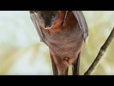 “Strange Animal Encounters” | Paranormal Stories