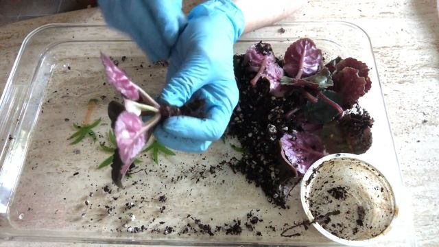 AFRICAN VIOLET. Grooming Old Foliage. ФИАЛКИ. Омоложение фиалки старым проверенным способом.