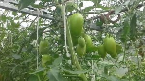 Обзор томатов Карнабель, Мечталин, Викуся.