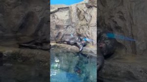 Спаривание тюленей.