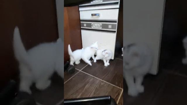 Белый кот в доме